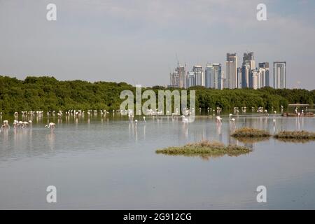 Das neue Palace Residences Dubai Creek by Emaar, vom Feuchtgebiet Ras al Khor aus gesehen, beherbergt eine große Population von größeren Flamingos (Phoenicopter Stockfoto