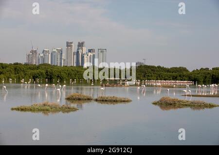 Das neue Palace Residences Dubai Creek by Emaar, vom Feuchtgebiet Ras al Khor aus gesehen, beherbergt eine große Population von größeren Flamingos (Phoenicopter Stockfoto