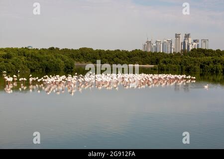 Greater Flamingos (Phoenicopterus roseus) im Feuchtgebiet Ras Al Khor in Dubai, VAE. Stockfoto