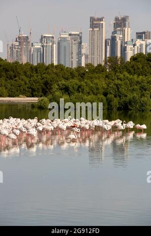 Greater Flamingos (Phoenicopterus roseus) im Feuchtgebiet Ras Al Khor in Dubai mit dem neuen Palast, der in der Ferne den dubai Creek residiere. Dub Stockfoto