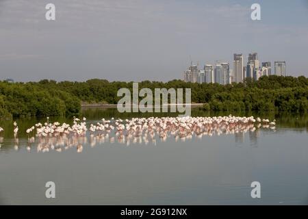 Greater Flamingos (Phoenicopterus roseus) im Feuchtgebiet Ras Al Khor in Dubai mit dem neuen Palast, der in der Ferne den dubai Creek residiere. Dub Stockfoto