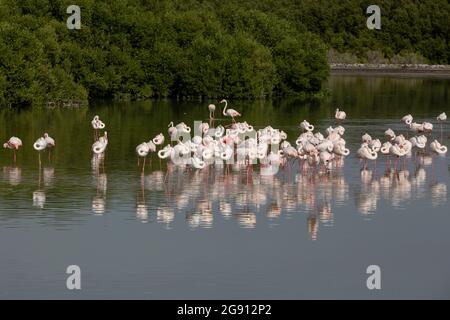 Greater Flamingos (Phoenicopterus roseus) im Feuchtgebiet Ras Al Khor in Dubai, VAE. Stockfoto