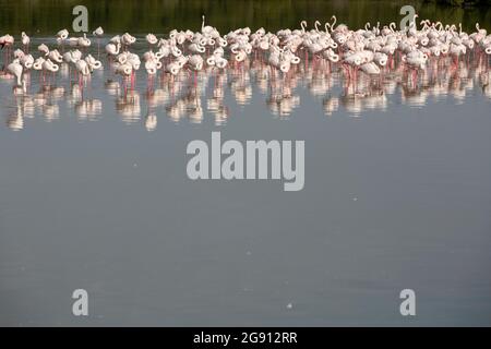 Greater Flamingos (Phoenicopterus roseus) im Feuchtgebiet Ras Al Khor in Dubai, VAE. Stockfoto