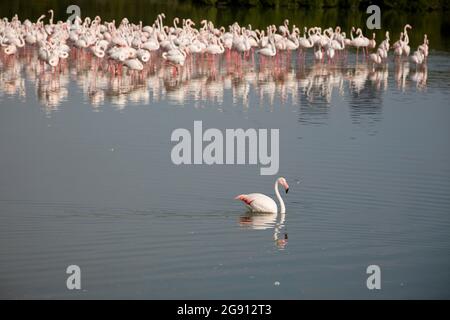 Ein Flamingo (Phoenicopterus roseus), der im Feuchtgebiet Ras Al Khor in Dubai, VAE, schwimmt. Stockfoto