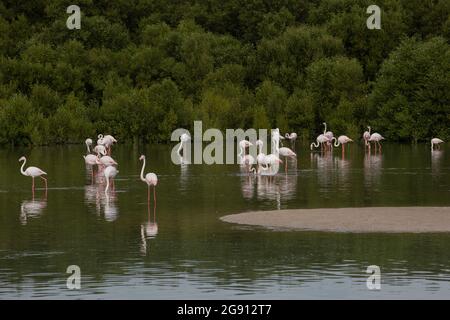 Greater Flamingos (Phoenicopterus roseus) im Feuchtgebiet Ras Al Khor in Dubai, VAE. Stockfoto