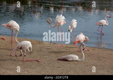 Greater Flamingos (Phoenicopterus roseus) im Feuchtgebiet Ras Al Khor in Dubai, VAE. Stockfoto