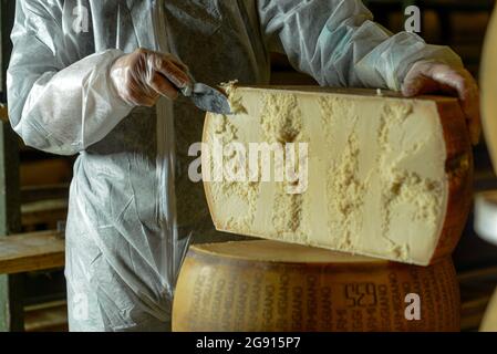 Käsemeister schneidet ein Parmesan-Käserad auf der Molkerei Stockfoto