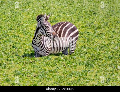 Ebene Zebra (Equus quagga) im Sumpfgebiet, Tarangire National Park, Tansania, Afrika Stockfoto