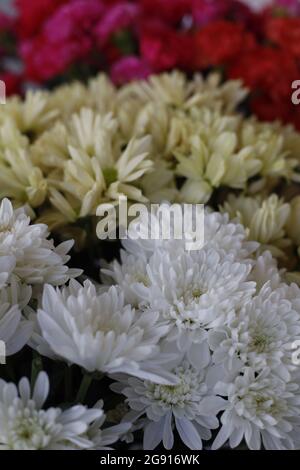 Nahaufnahme von einem Blumenstrauß Stockfoto