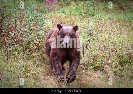 Grizzly Bear läuft gerade zur Kamera Stockfoto