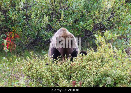 Ein Grizzlybär sitzt und isst Beeren von einem Busch Stockfoto