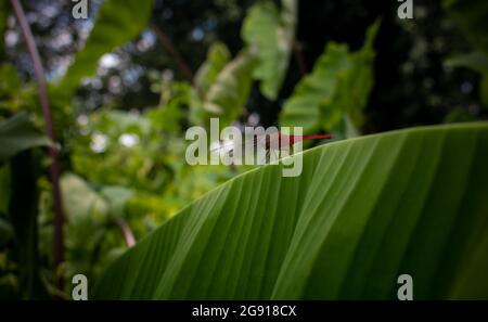 Auf den grünen Bananenblättern sitzt eine große Orange-Fliege (Heuschrecke). Bilder von natürlicher Schönheit. Stockfoto