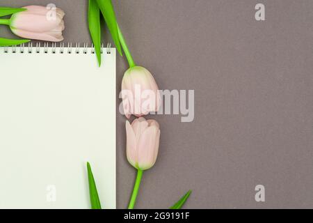 Öffnen Sie leeres Notizbuch und Bouquet von rosa Tulpen Blumen auf grauen Stein Tischansicht in flat lay-Stil. Frau am Schreibtisch. Stockfoto