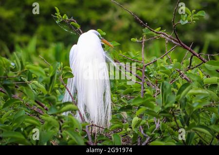 Ziemlich großer Weißreiher, der auf einem Nest sitzt. Stockfoto