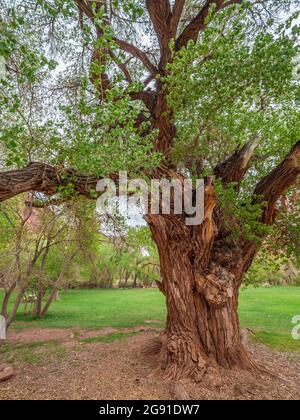 Fremont-Baumwollbaum, Capitol Reef National Park, Torrey, Utah. Stockfoto