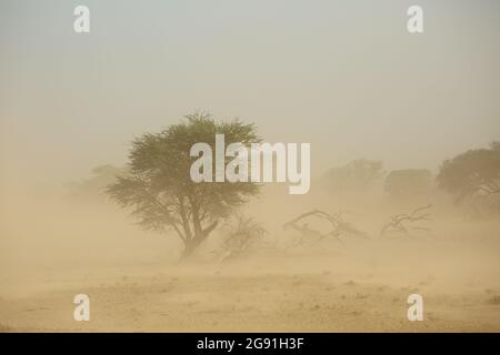 Landschaft mit Bäumen während einer schweren Sandsturm in der Wüste Kalahari, Südafrika Stockfoto