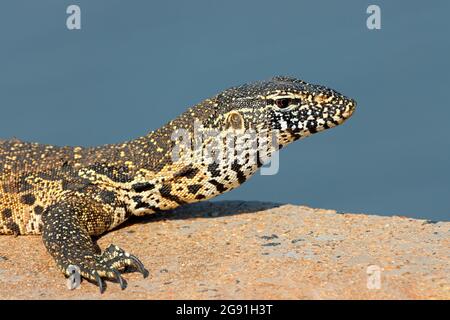 Porträt eines Nilmonitors (Varanus niloticus), Kruger-Nationalpark, Südafrika Stockfoto