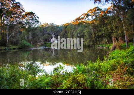 Lane Cove River in immergrünen Wäldern des Nationalparks, Sydney, Australien. Stockfoto