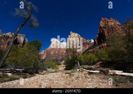 Steile Berge, die sich in einer hellen Mondnacht im Zion National Park, Utah, vom Talboden in den Sternenhimmel erheben. Stockfoto