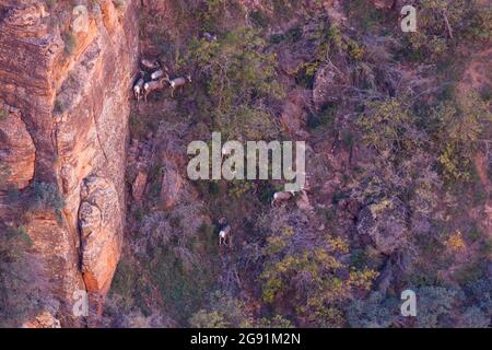 Der Blick vom Canyon auf den Aussichtspfad führt zu einem hörenden Dickhornschafe, die auf einem steilen Kliff im Zion National Park, Utah, herumlaufen. Stockfoto