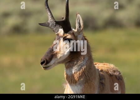 Pronghorn-Antilocapra americana, Carbon County, Wyoming Stockfoto