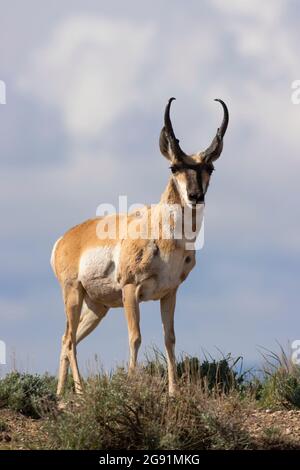 Pronghorn-Antilocapra americana, Carbon County, Wyoming Stockfoto