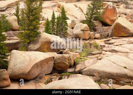 Bäume entlang des Vedauwoo Glen Trail, Medicine Bow-Routt National Forest, Wyoming Stockfoto