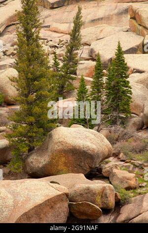 Bäume entlang des Vedauwoo Glen Trail, Medicine Bow-Routt National Forest, Wyoming Stockfoto