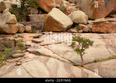 Kiefern Sie entlang des Vedauwoo Glen Trail, Medicine Bow-Routt National Forest, Wyoming Stockfoto