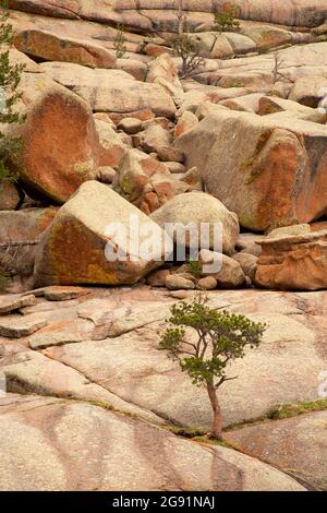 Kiefern Sie entlang des Vedauwoo Glen Trail, Medicine Bow-Routt National Forest, Wyoming Stockfoto