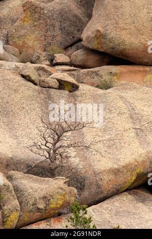 Felsbrocken entlang des Vedauwoo Glen Trail, Medicine Bow-Routt National Forest, Wyoming Stockfoto