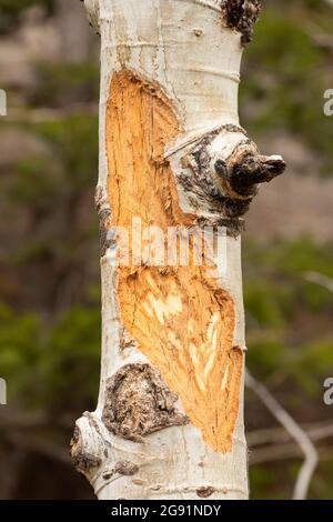 Elche-Abreibungen, Medicine Bow-Routt National Forest, Wyoming Stockfoto