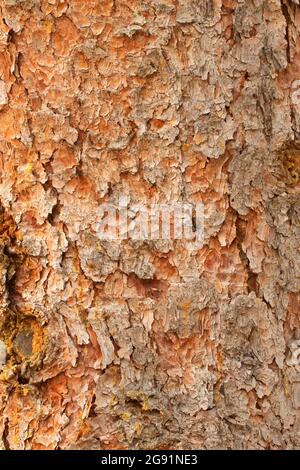 Fichtenstamm, Medicine Bow-Routt National Forest, Wyoming Stockfoto