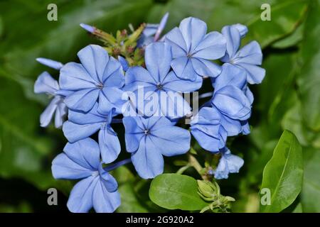 Blaue Plumbago-Blüten (Plumbago auriculata) vor grünem Hintergrund. Diese Blumen sind in Hausgärten häufig und sie gedeihen in tropischen Klimazonen. Stockfoto