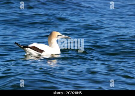 Australasian Gannet (Sula bassana) Stockfoto