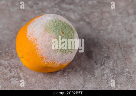 Verwöhntes Orange mit weißem und grünem Schimmel auf dem Tisch. Stockfoto