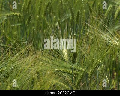 Nahaufnahme des Getreidefeldes mit frisch grünen Gerstenpflanzen (hordeum vulgare) in der Sommersaison auf der Schwäbischen Alb. Stockfoto