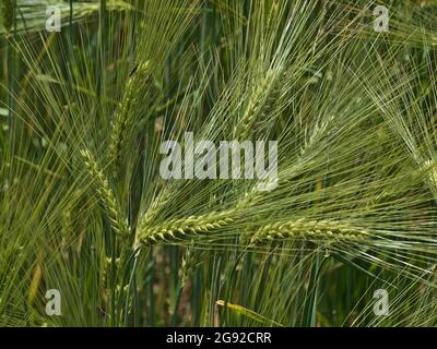 Nahaufnahme eines Getreidekornfeldes mit grün schimmernden Gerstenpflanzen (hordeum vulgare) im Sommer auf der Schwäbischen Alb. Stockfoto