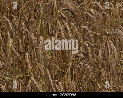 Nahaufnahme eines landwirtschaftlichen Getreidefeldes mit goldfarbenen Gerstenpflanzen (hordeum vulgare) in der Sommersaison bei Abstatt in Baden-Württemberg. Stockfoto