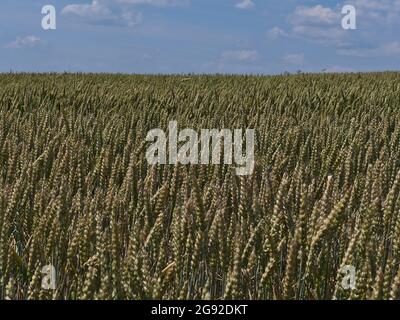 Ansicht eines landwirtschaftlichen Getreidefeldes mit grünen und goldfarbenen Weizenpflanzen (Triticum aestivum) im Sommer bei Abstatt, Baden-Württemberg, Deutschland. Stockfoto
