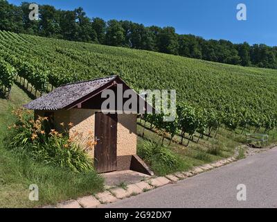 Kleiner Steinschuppen mit Holztür und schönen orangen Lilien am Fuße eines Weinbergs mit grünen Weinstöcken an sonnigen Tagen in der Sommersaison. Stockfoto