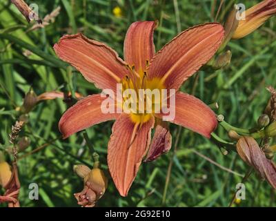 Nahaufnahme einer wunderschönen blühenden Lilie (lilium) mit leuchtend orange und gelb gemusterten Blütenköpfen und grünen Blättern an sonnigen Tagen in der Sommersaison. Stockfoto