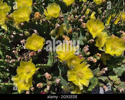 Nahaufnahme der stacheligen Birnenblüten (opuntia, cactaceae) mit gelber Blüte und grünen Blättern mit Dornen am sonnigen Sommertag. Stockfoto