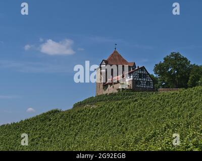 Schöne Aussicht auf die historische mittelalterliche Burg Wildeck in Baden-Württemberg, Deutschland, auf der Spitze eines Weinbergs mit grünen Blättern. Stockfoto