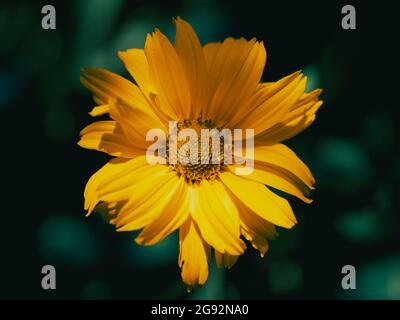 Eine einzelne Arnikablüte aus der Nähe. Arnica ist auch unter den Namen Bergtabak, Leopard's bane und wolfsbane bekannt. Stockfoto