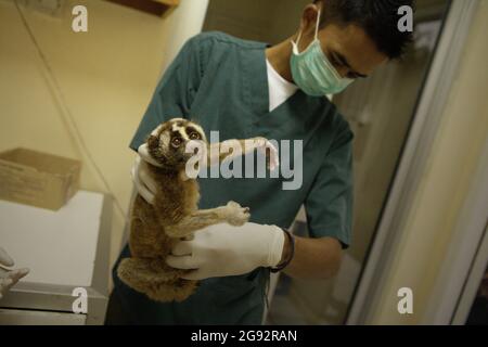 Ein Team von Tierärzten unter der Leitung von Sharmini Julita Paramasivam bereitet einen langsamen Loris für eine medizinische Behandlung vor. Dieser wurde aus dem Wildtierhandel gerettet und ist einer der Primaten, die in der Einrichtung, die von der International Animal Rescue (IAR) in Ciapus, Bogor, West Java, Indonesien, betrieben wird, rehabilitiert werden. Die Primaten werden in die Wildnis entlassen, sobald sie bereit sind. Stockfoto