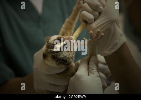 Ein Team von Tierärzten unter der Leitung von Sharmini Julita Paramasivam behandelt einen langsamen Loris, der aus dem Handel mit Wildtieren gerettet wurde. Dies ist einer der Primaten, die in der von International Animal Rescue (IAR) betriebenen Einrichtung in Ciapus, Bogor, West Java, Indonesien, rehabilitiert werden. Die Primaten werden in die Wildnis entlassen, sobald sie bereit sind. Stockfoto