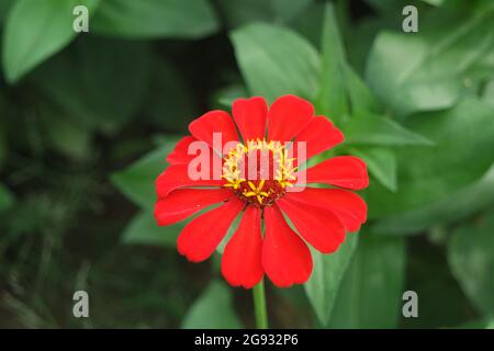 Eine lebhafte rote Zinnia elegans Blume Stockfoto
