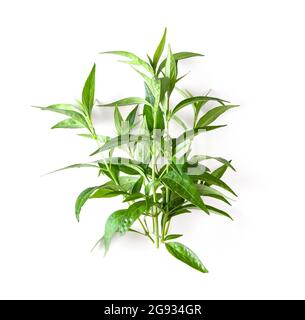 Frische Kariyat Kräuterpflanze auf weißem Hintergrund Stockfoto