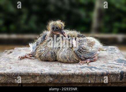 Zwei junge Tauben sitzen aus nächster Nähe auf einem Holztisch Stockfoto